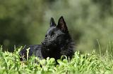 SCHIPPERKE 668